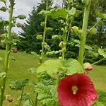 Gesztenye